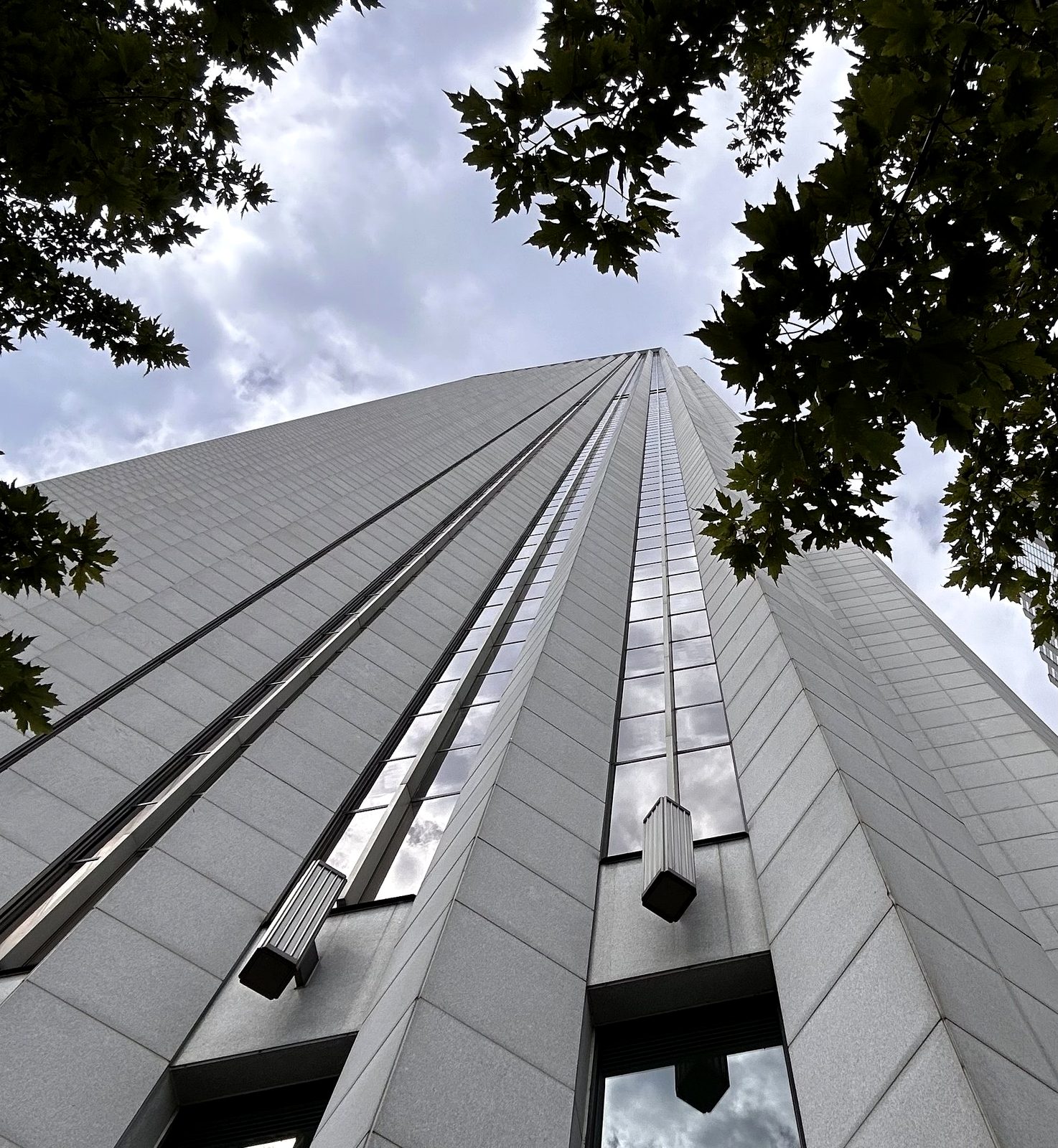 Looking up an office tower through a maple canopy